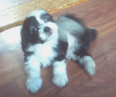 Jack N Grace's Lil Man