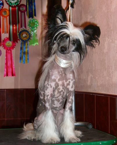 Sunny Lion Uvertyura