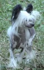 Shambhala's Monte Carlo