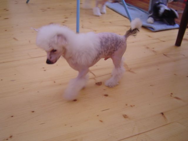 Joshua Certova stena