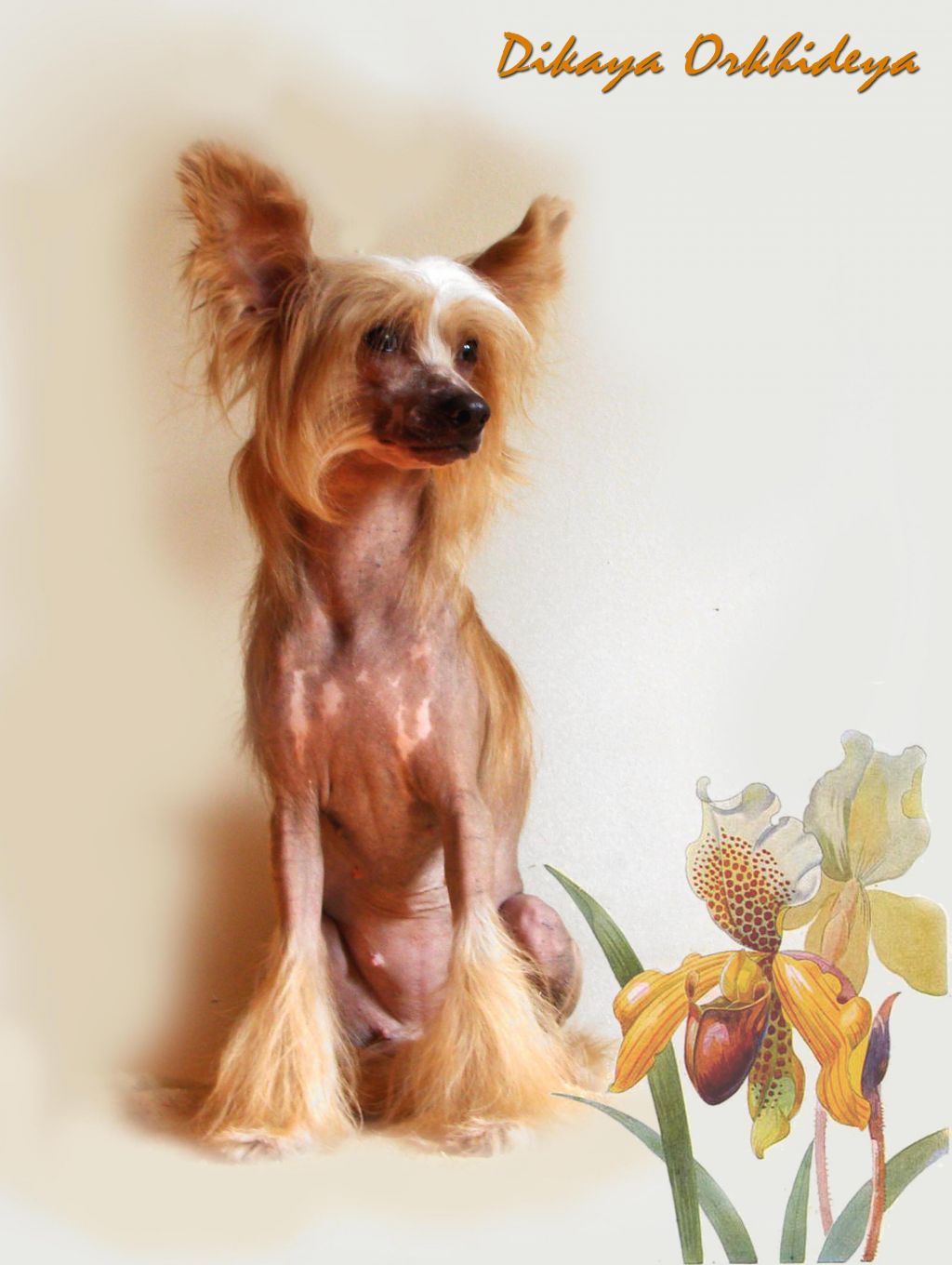 Dikaya Orkhideya Black of Channel