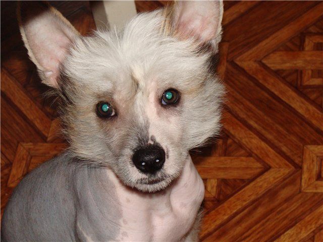 Djocker Black of Channel