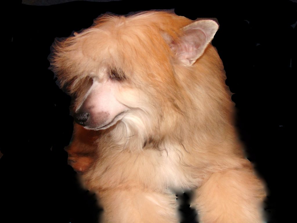 Djordjio Armani Black of Channel