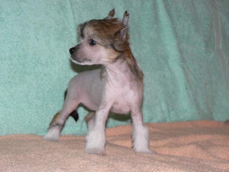 Gillien Plysovy pritel