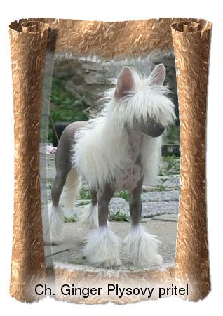 Ginger Plysovy pritel