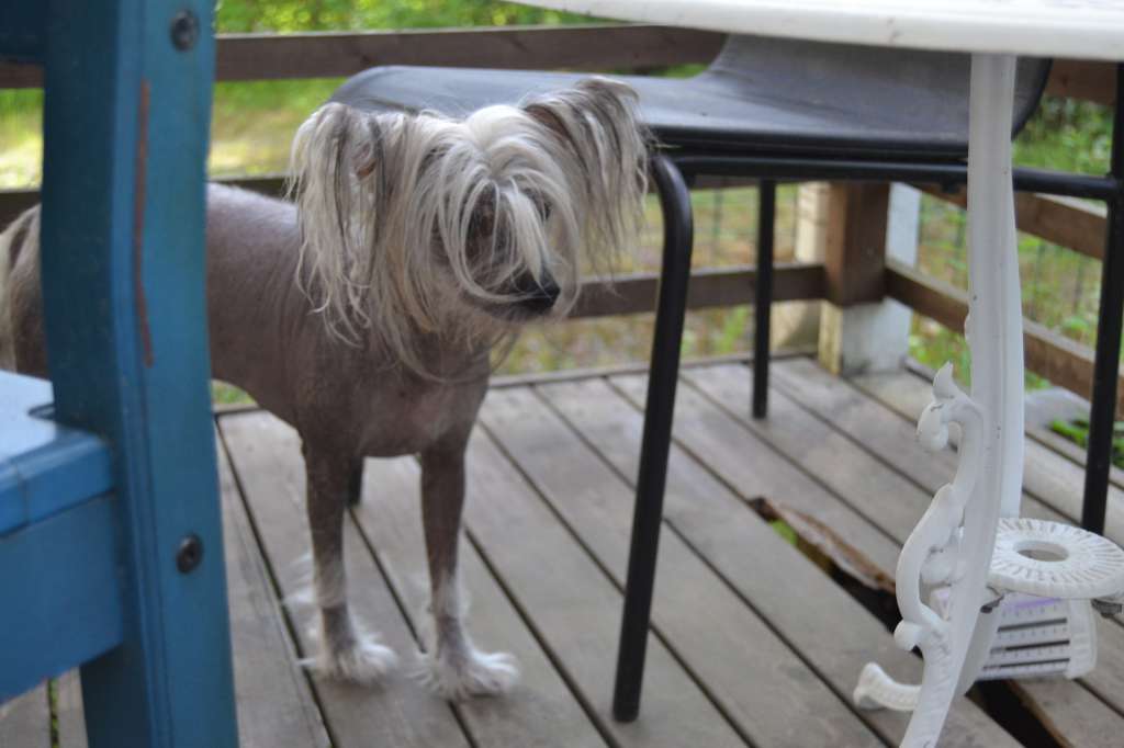 Big Jokes Enter Sandman