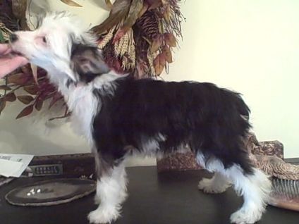 Sakkarra Hell on Heels