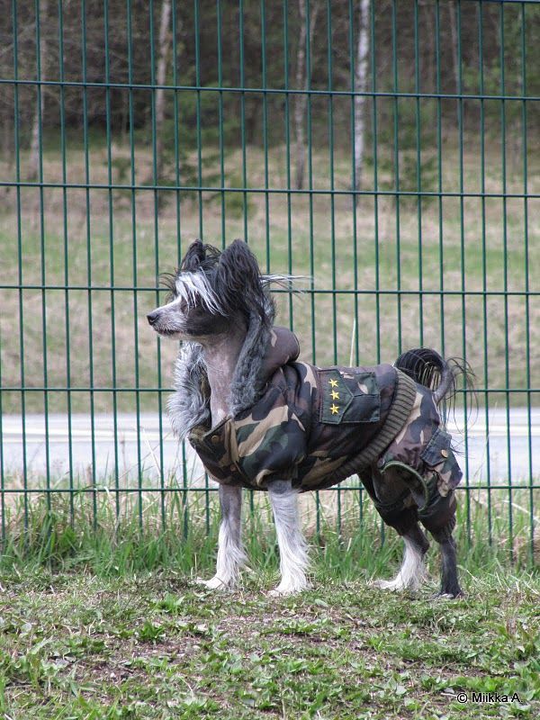 Jestem Twoj Next Germanika