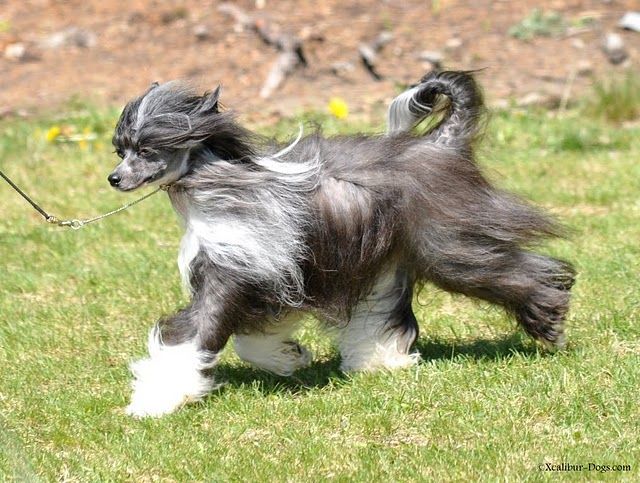 Jedyna Ma Next Germanika