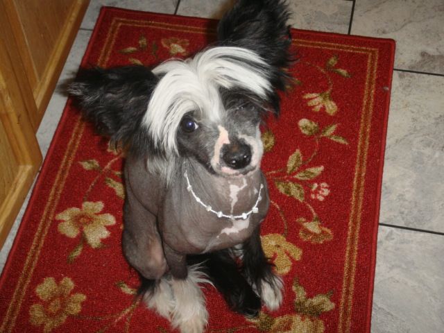 Andauer Turbo Carrera