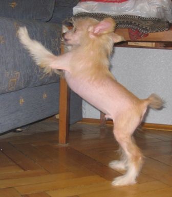 Mashama Mazi Rus Folayan Abeo