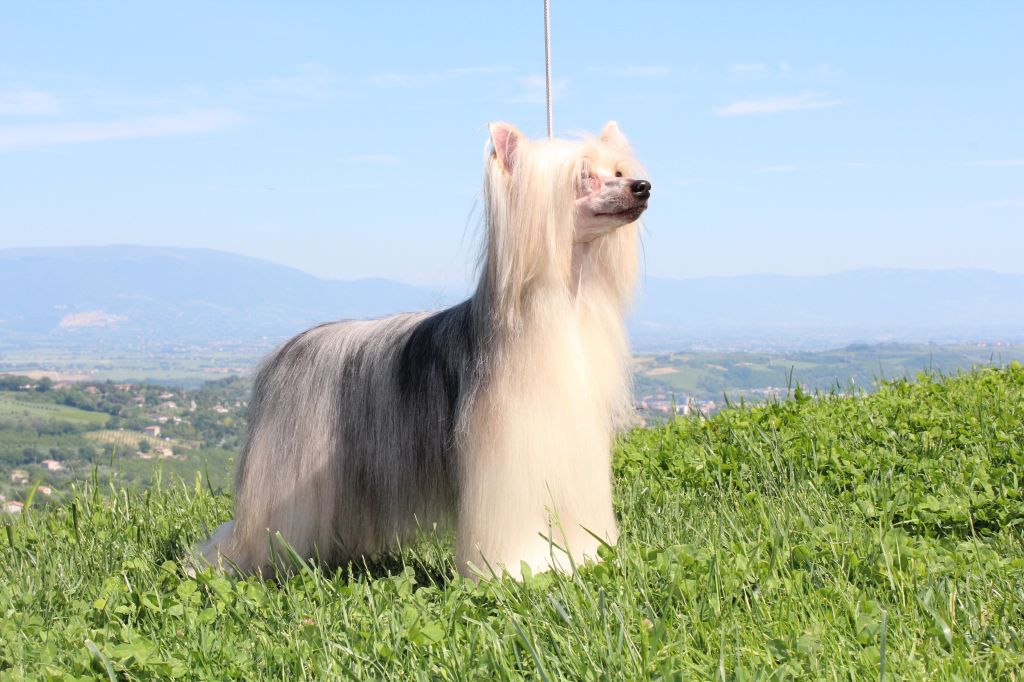 Femme Fatale Poarott