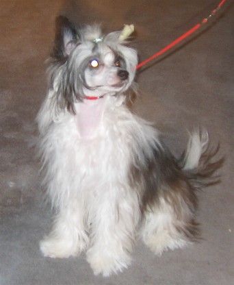 Bao Ma's Sundance Kid