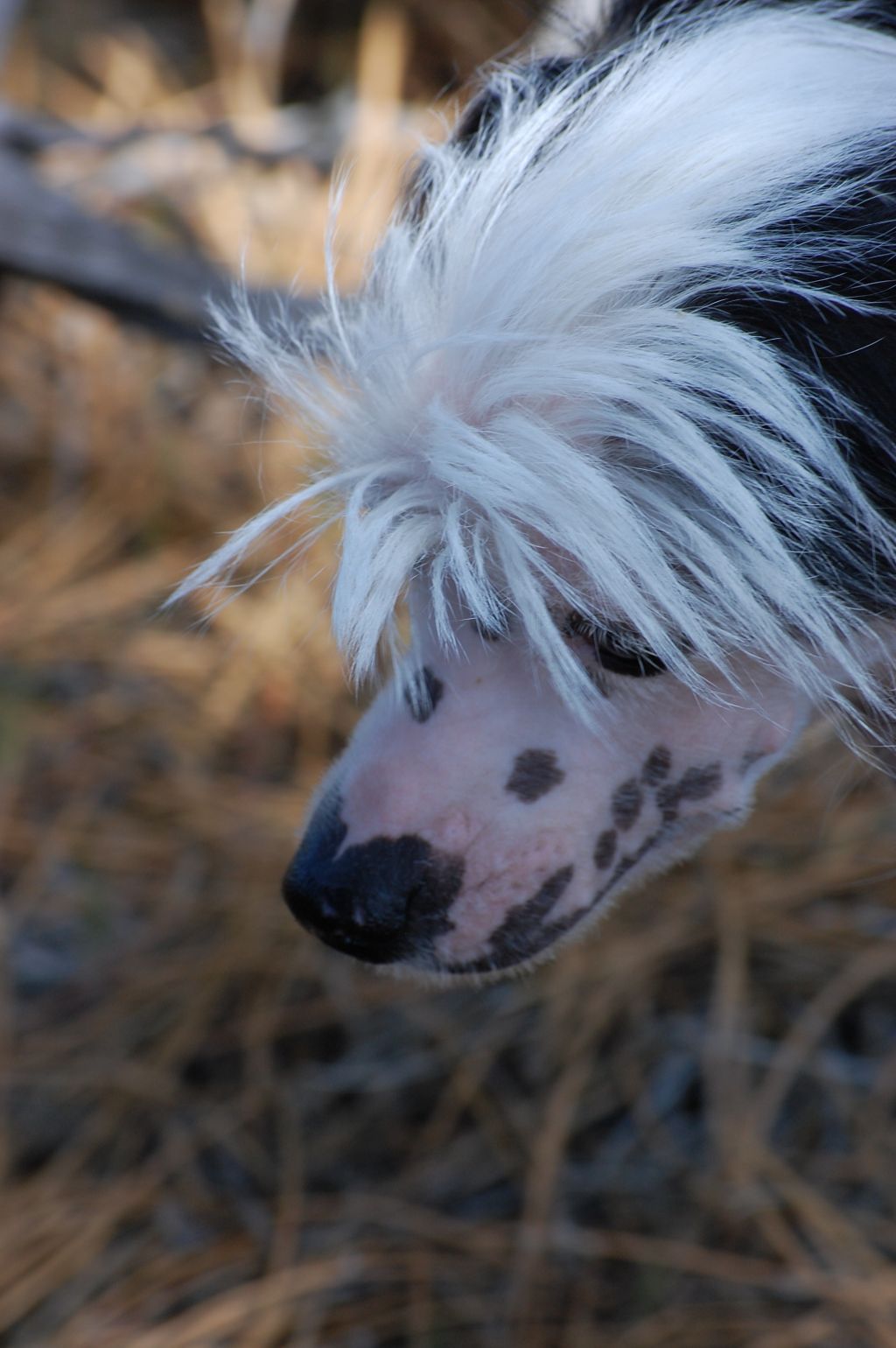 Elegant Debutant of Hearthstone