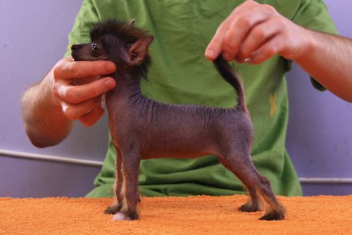 Czeresnia Next Germanika