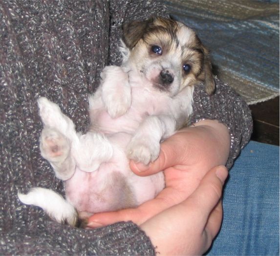 Spirit Of Mantra's Veni