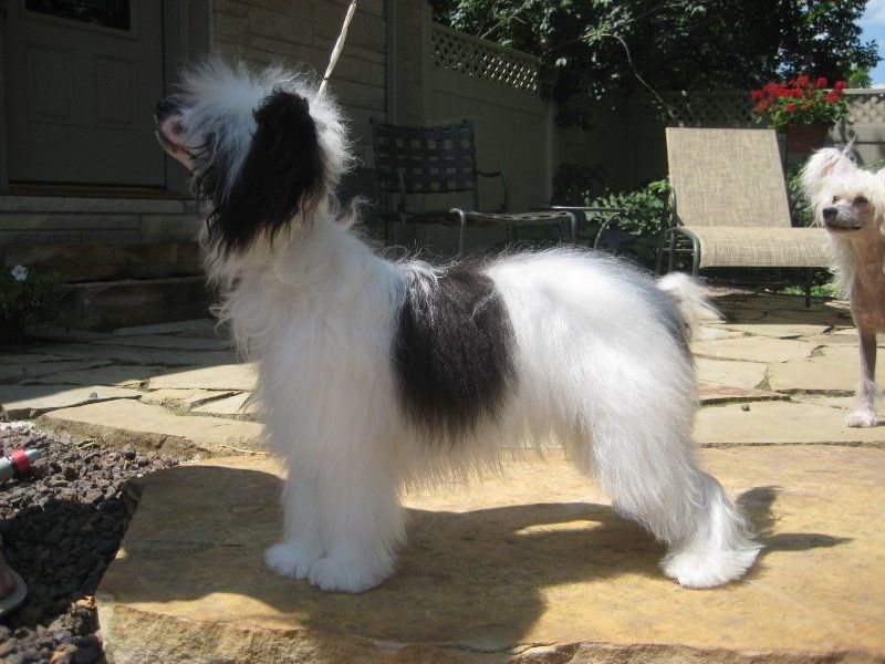 Creekside's Klearly Looking for Attention