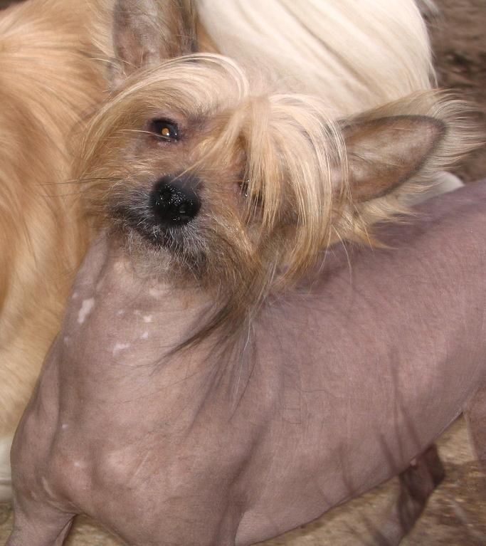 Pawprints Dragon Kisses At Improv