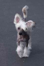 Kotickee's Gimme A Break At Meesah