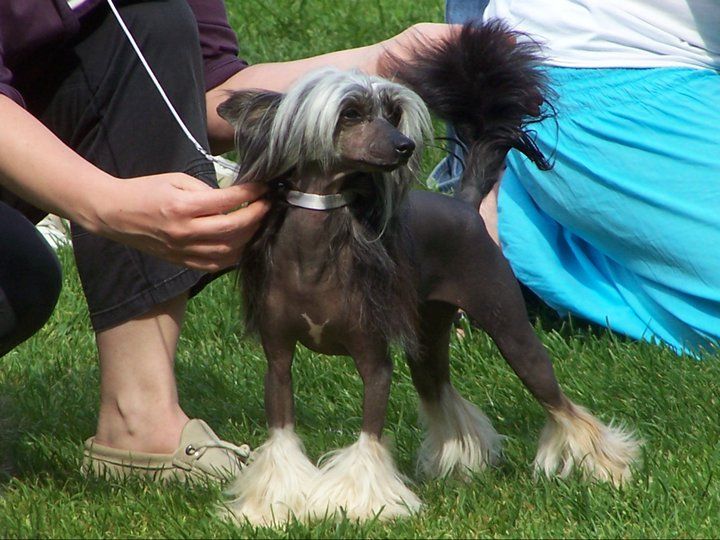  Angelic Spirit  Mystic Fantastic