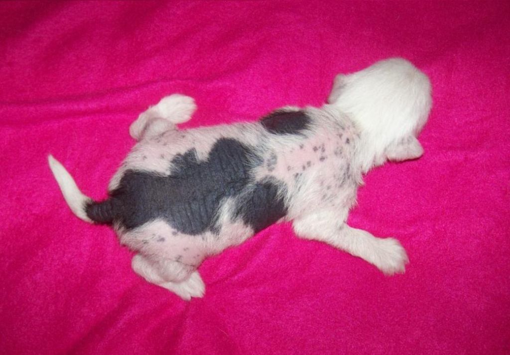 Baronessa-Scheila Gold Anet