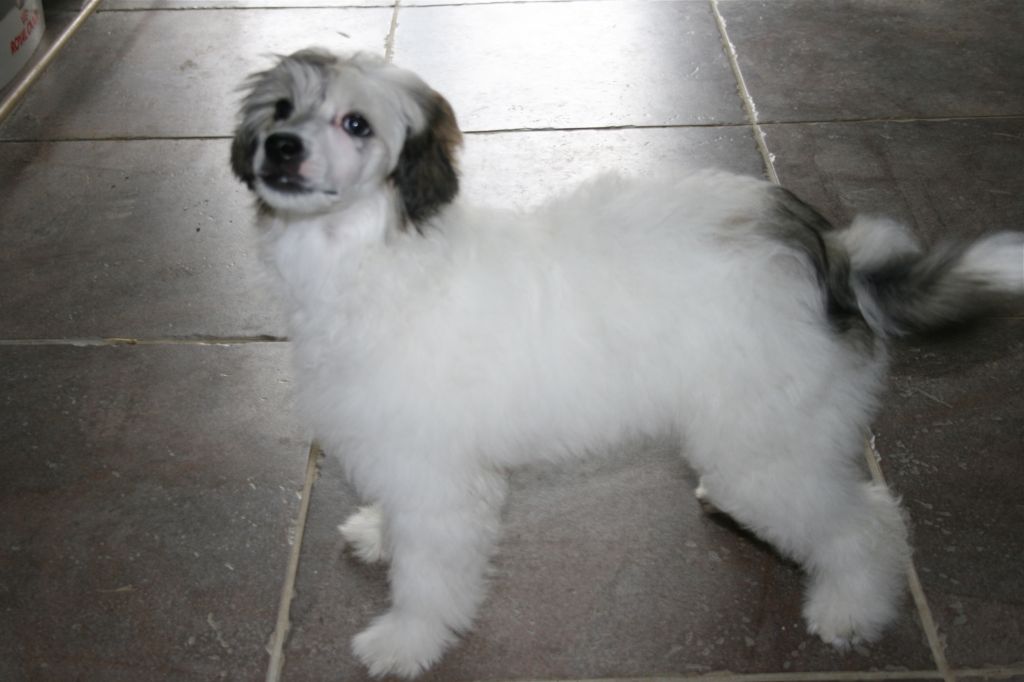 Taï Mandchou's Duck Yong