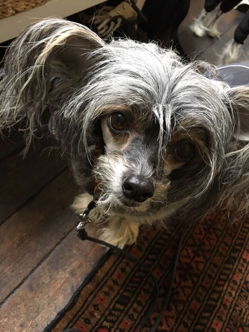 Kaunisvirran Xibit Xlent