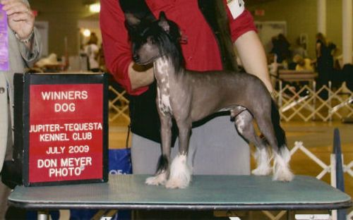 Stillmeadow Glory Bound