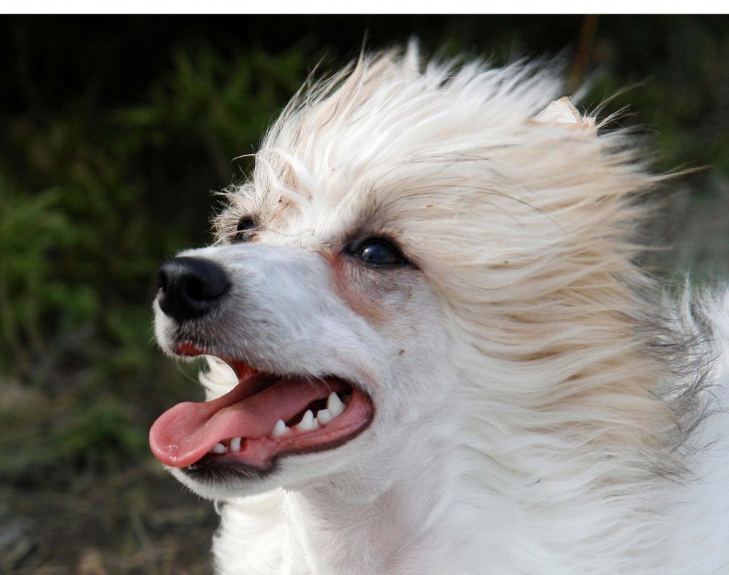 Olegro Katrin Cover Girl