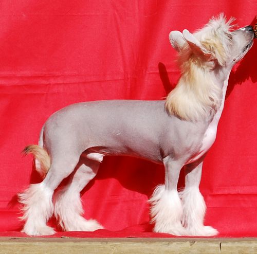 Väråsen Kausing Kommotion