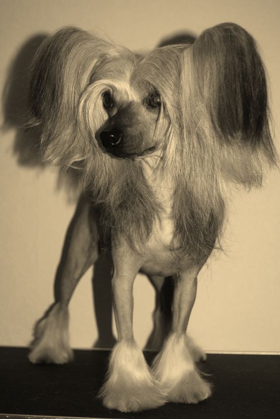 Väråsen Kracklin' Rosie