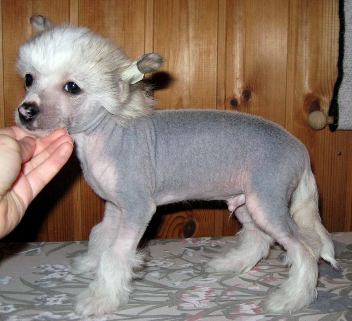 Kaunisvirran Winston