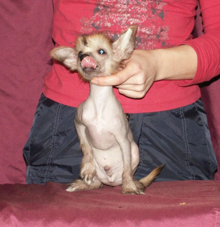 Centurion Otvazniy Voin