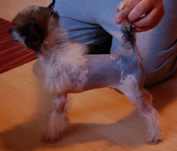 Taijan Dreamer Röskur Riddari