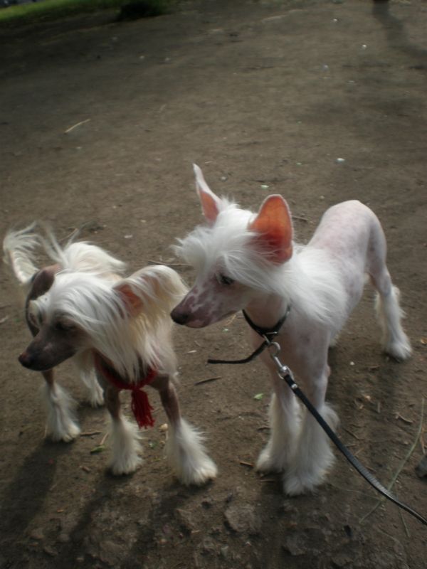 Yarten Potomok Tigrov