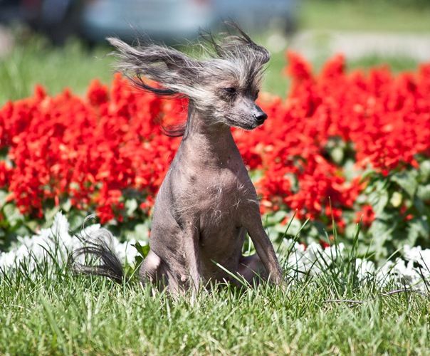 Manzana De Oro Mon Hela