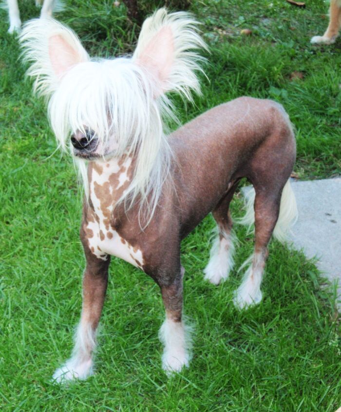 Ding-Dong ze Shetlandu