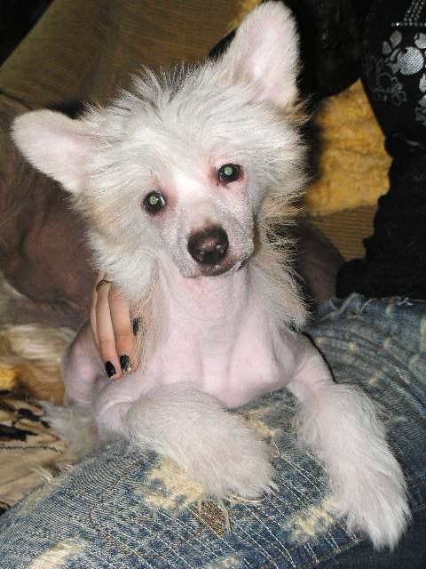 Dee-Dee ze Shetlandu