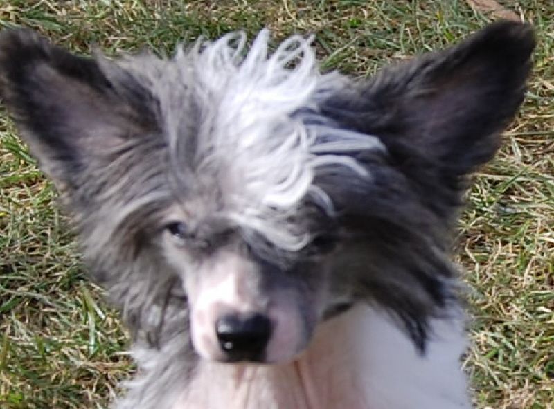 Questimonium Sub-O-Divo