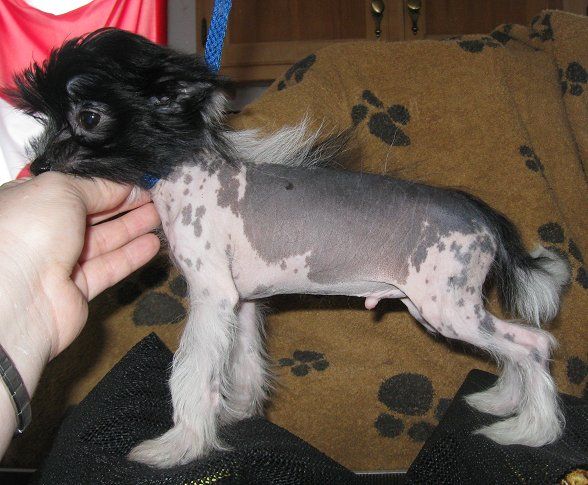 (I Just Wanna) Fly Gardine