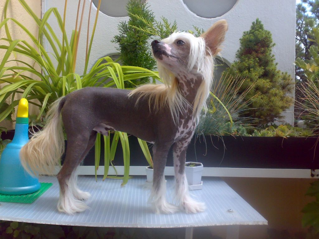 Bastien Cechovo kvitko