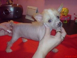 Berenika Cechovo kvitko