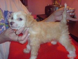 Barunka Cechovo kvitko