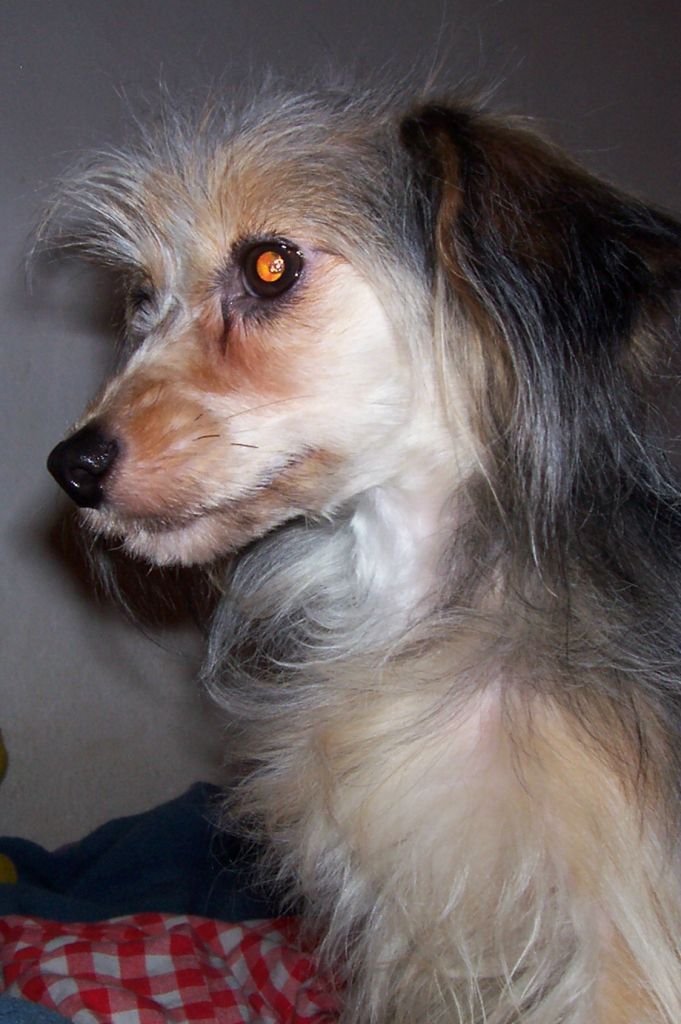 Agnes Cechovo kvitko