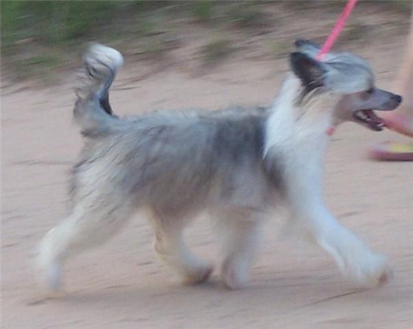 Mosaic's Hot N Spicy