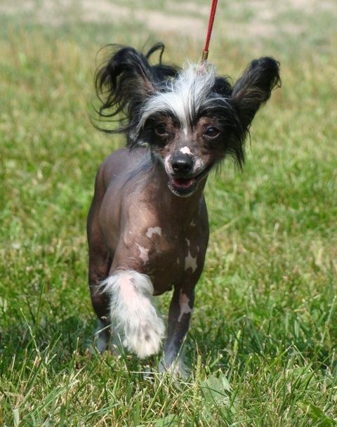 Orero Lovely Dominika