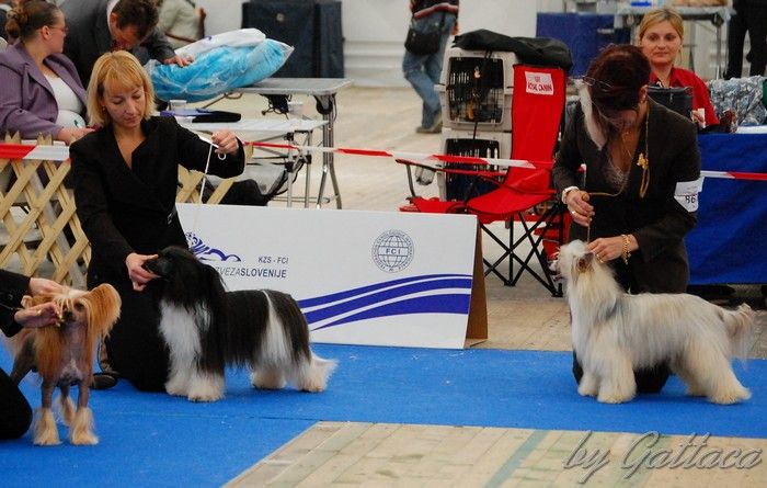 Orero Lovely Elle Eskort