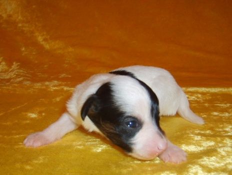 Orero Lovely Elevar de Korrido