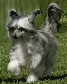 Fantastik Kashmir Dana