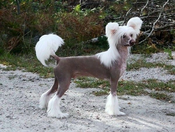 Koynaur's Just Mr. Rimabra